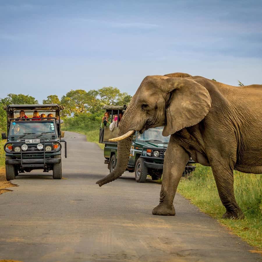 Week end Safari Depuis Durban Hluhluwe iMfolozi En 3 Jours