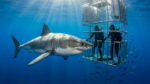Un grand requin blanc nage près d'une cage de plongée où se trouvent deux plongeurs sous-marins.