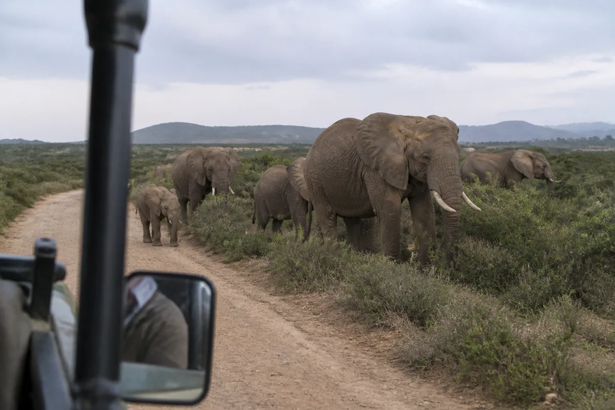 Éléphants dans le parc national d’Addo en Afrique du Sud lors d’un safari