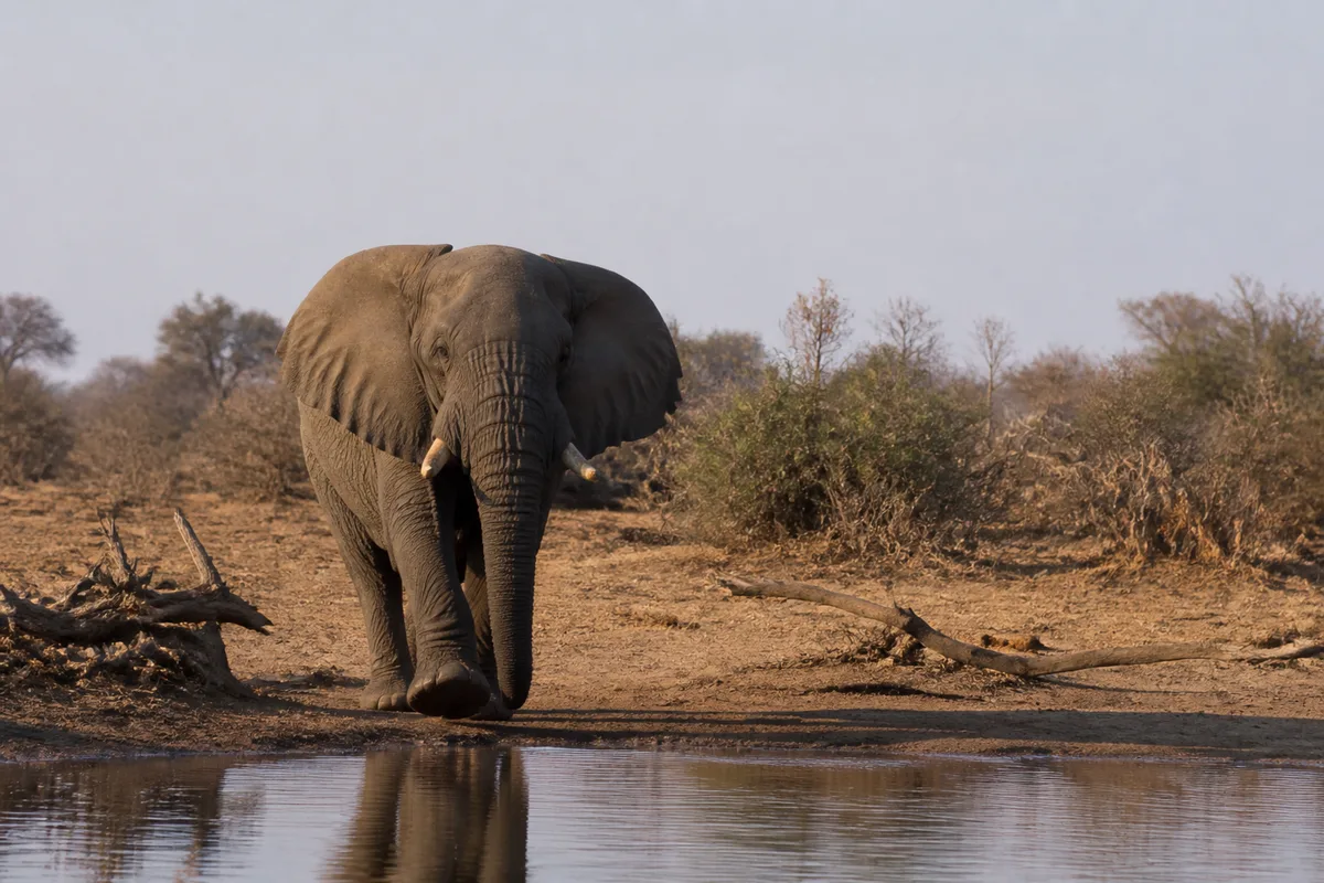 Éléphant africain près d’un point d’eau dans une réserve d’Afrique du Sud pendant la saison sèche