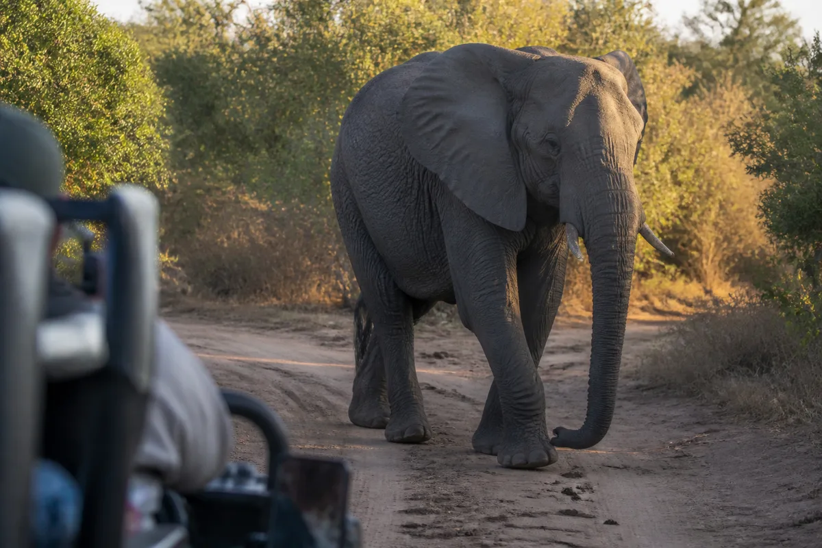 Éléphant observé depuis une piste du parc national Kruger en Afrique du Sud