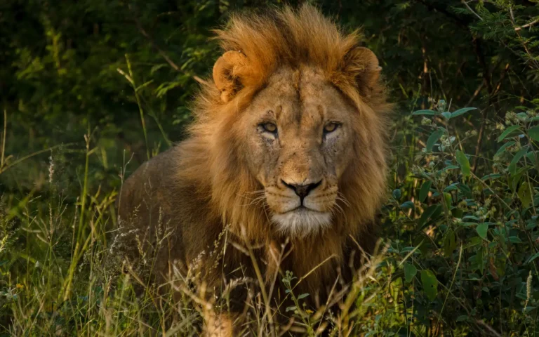 Lion couché dans les herbes du parc national Kruger